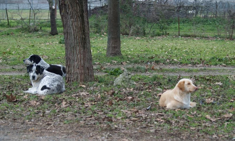 Αδέσποτα ζώα: Σοβαρά προβλήματα επιβίωσης λόγω χαμηλών θερμοκρασιών και αδιαφορίας